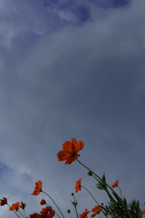 空と雲と風と華