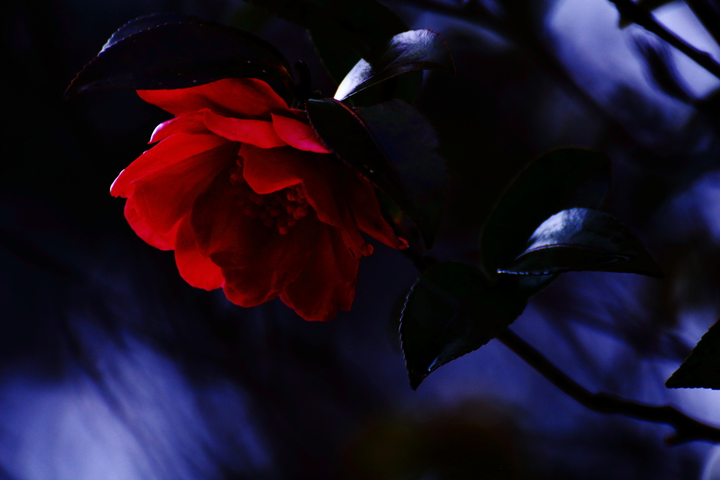 Ｒｅｄ　ｄｅｖｉｌ