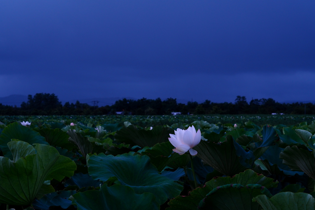 静かな夜明け