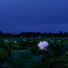 静かな夜明け