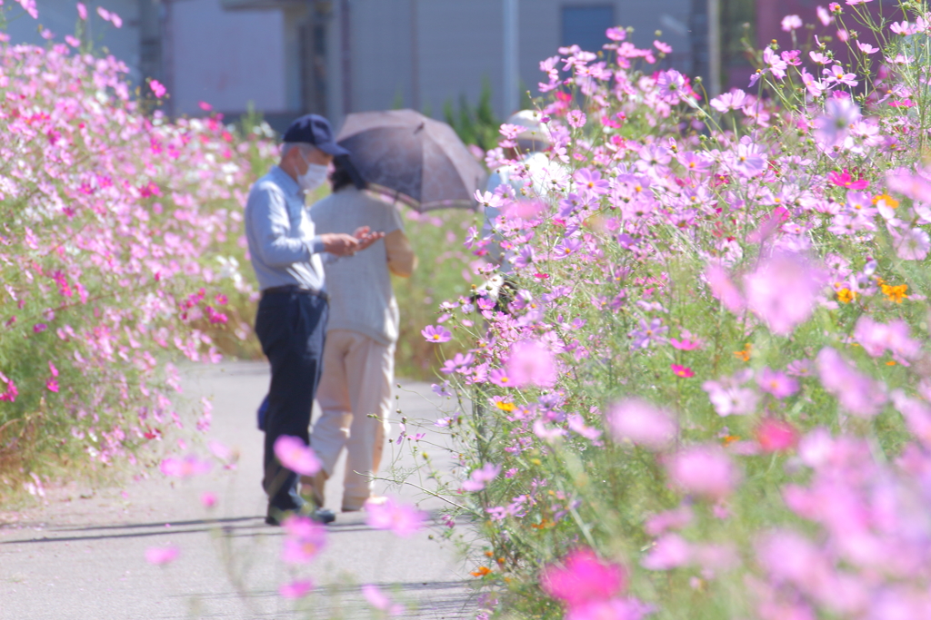 秋を愛でる