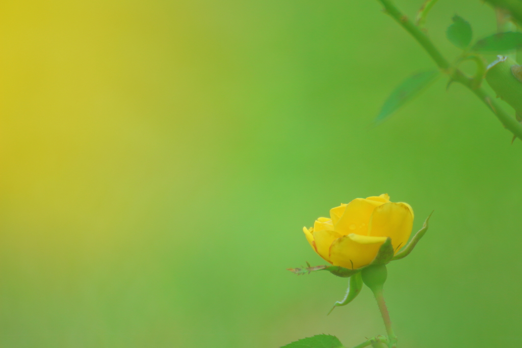 姉妹都市に咲いてた薔薇