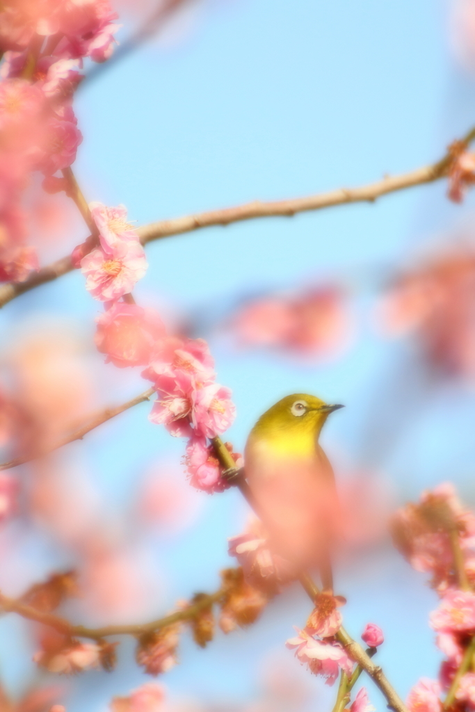 花に誘われて