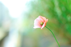 雑草の如く