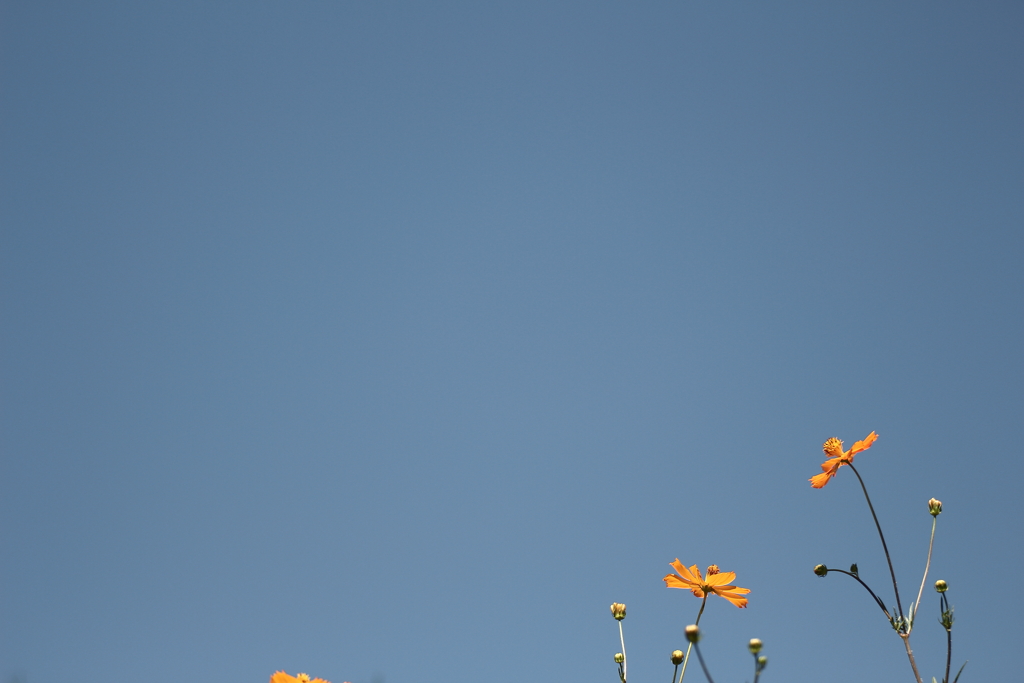 蒼すぎる空