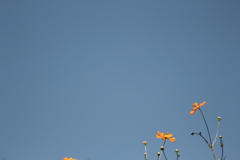 蒼すぎる空