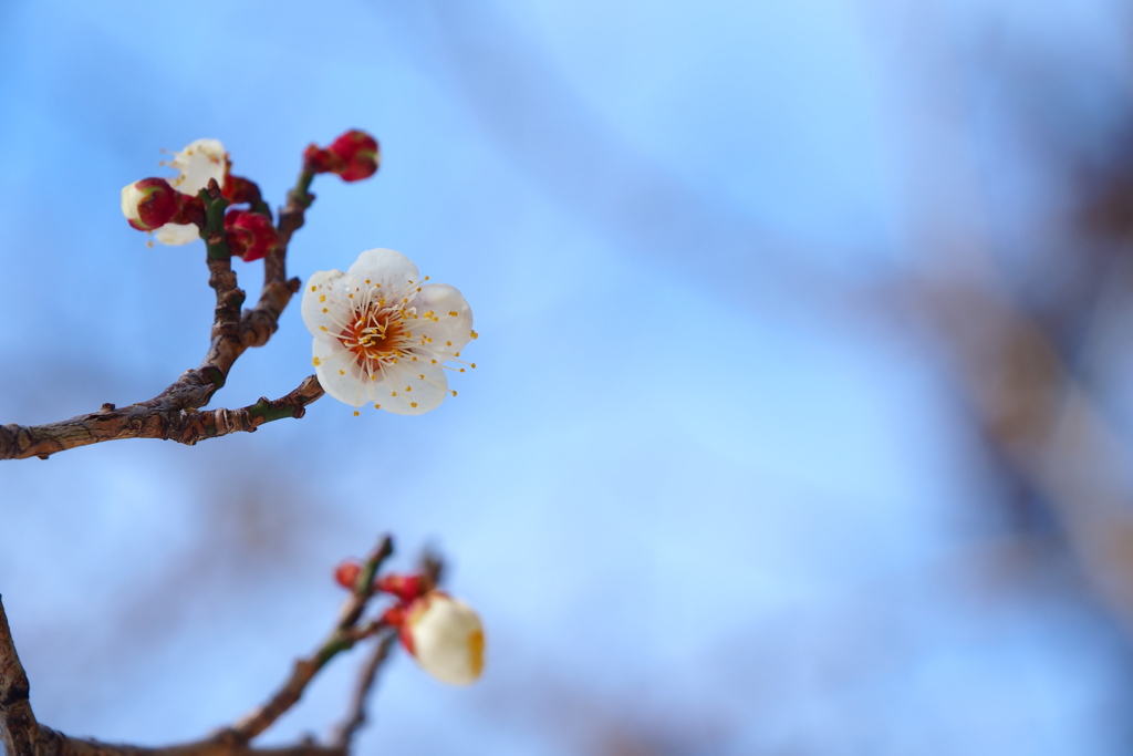 空に還る