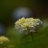 紫陽花の咲き始める頃に