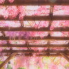 Pinkの藤棚