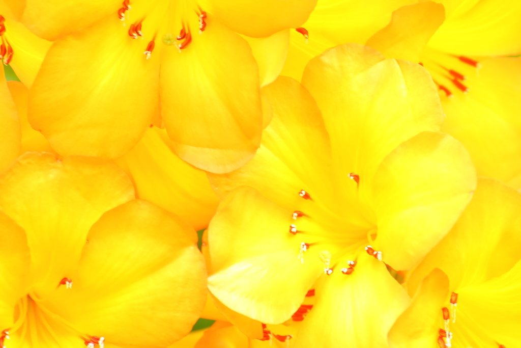 electric yellow