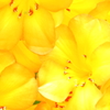 electric yellow