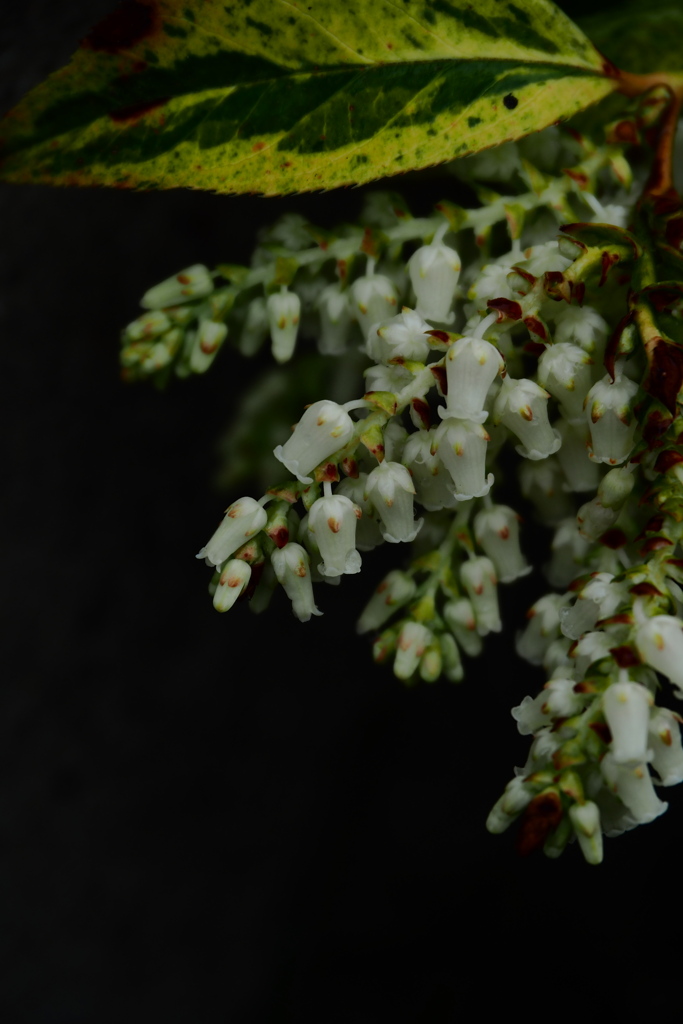 ちいさきものたち②