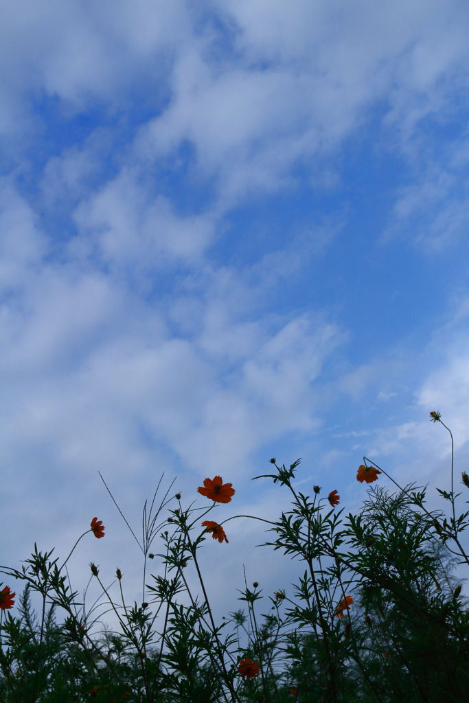 一瞬の秋空