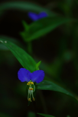 梅雨明けしたけど