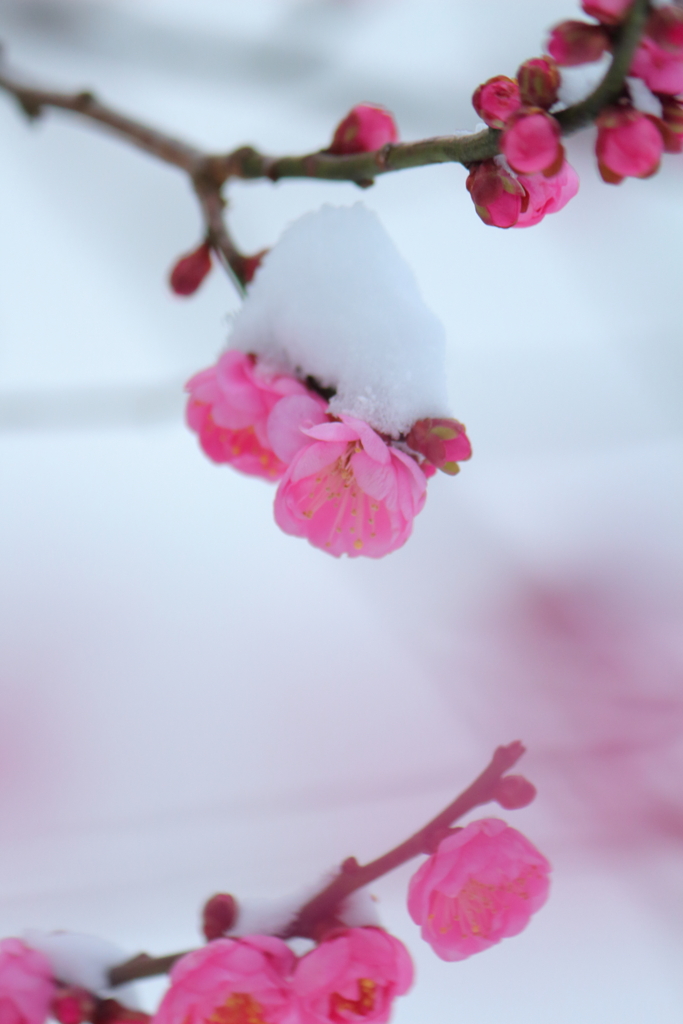 風物詩
