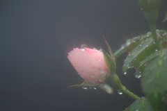 ひと雨ごとに風は冷たく