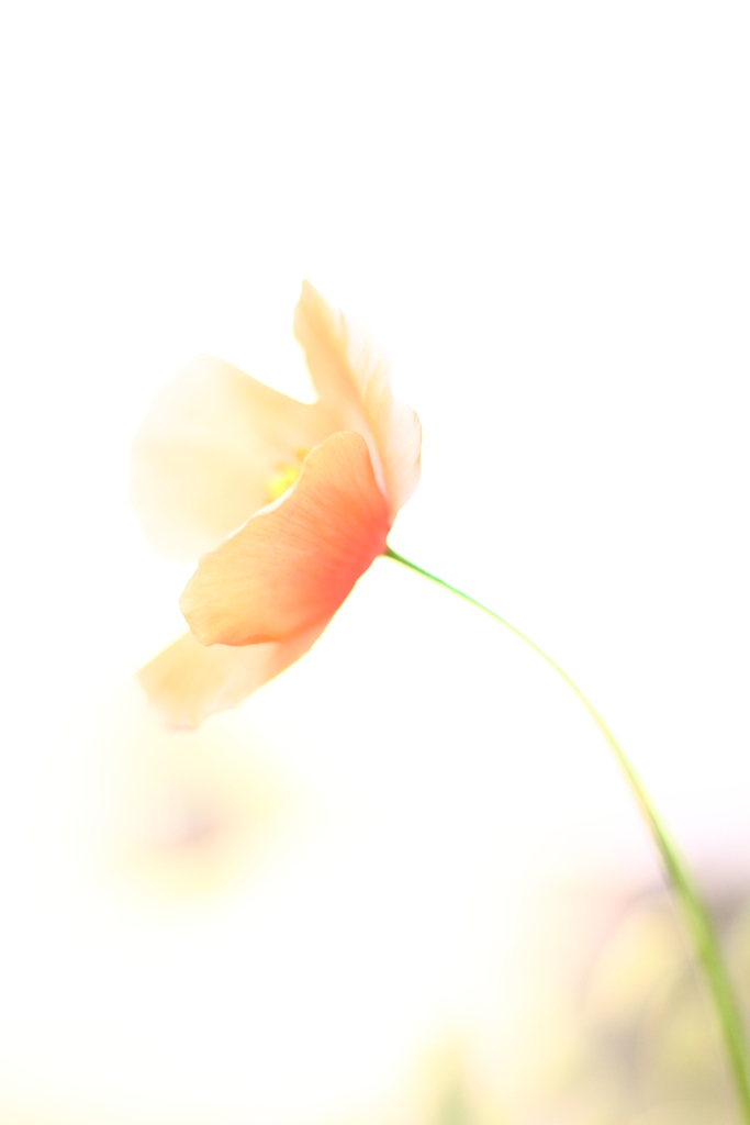 愛は消えゆく