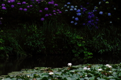 水辺の風景