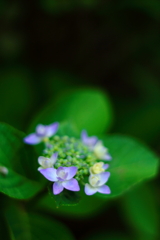 紫陽花・