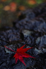 されど流されず