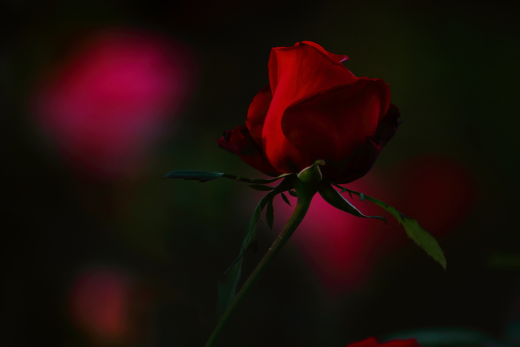 The rose