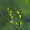 芽吹くとき