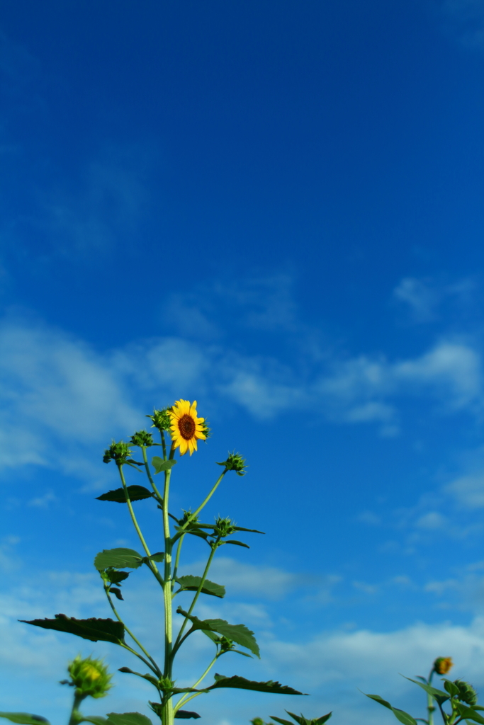 大空