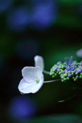 梅雨の晴れ間に