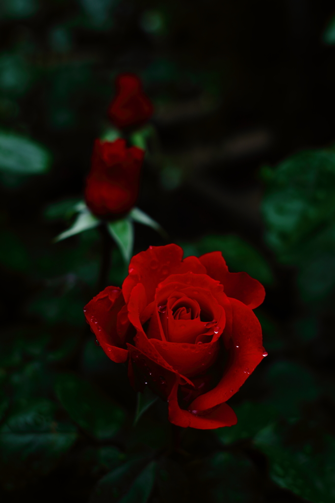 薔薇の魔力