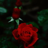 薔薇の魔力
