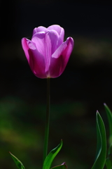 一凛の華