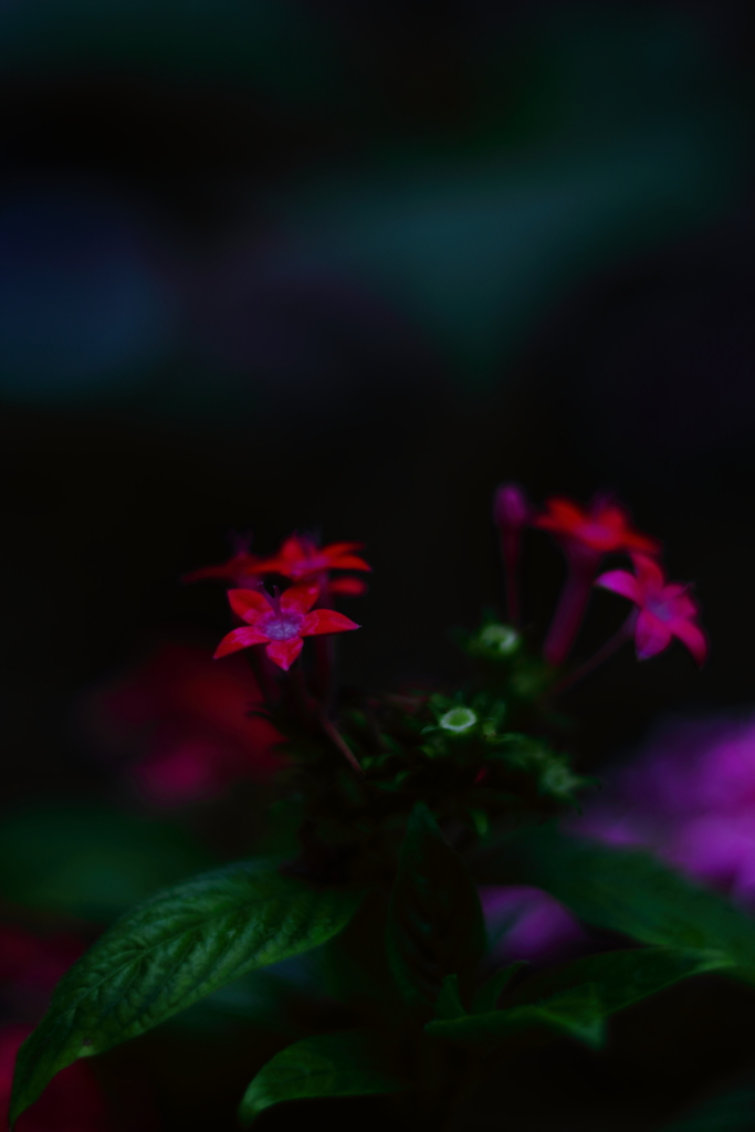 名も知らぬ花達⑤ー２