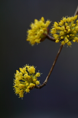サンシュユの花