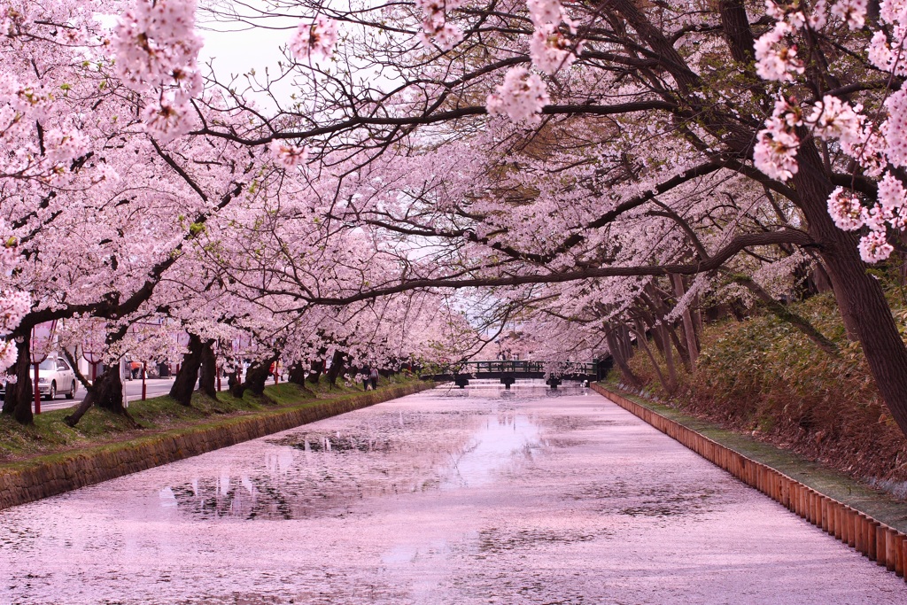 我が自慢の地元 弘前公園の花筏