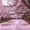 我が自慢の地元 弘前公園の花筏