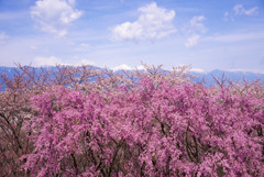 弘法山古墳の桜