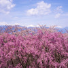 弘法山古墳の桜
