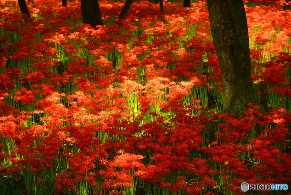 曼珠沙華②