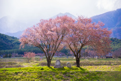 常念道祖神の桜