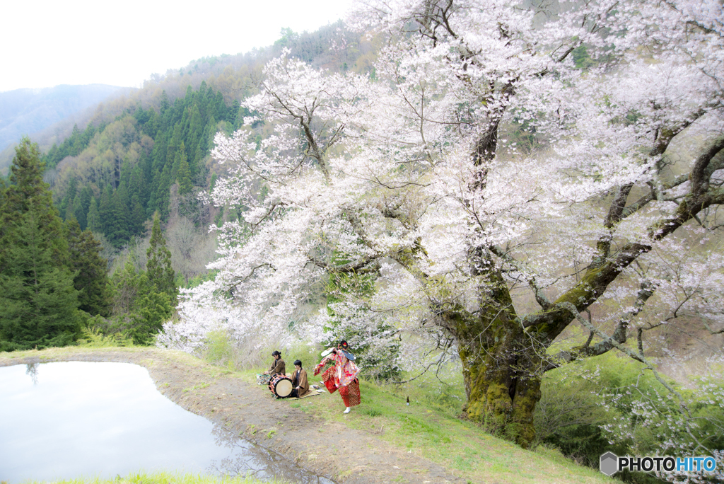 駒繋ぎの桜・奉納舞