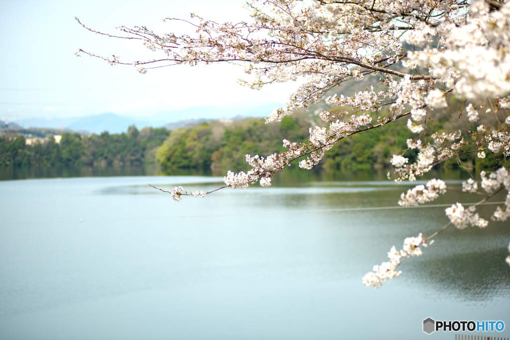 湖畔の桜