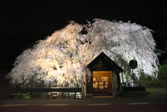 人里バス停のしだれ桜