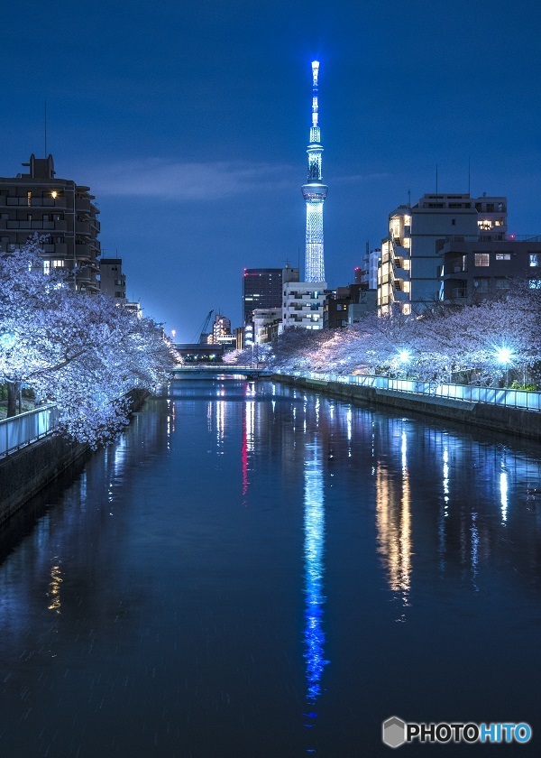 運河の夜桜