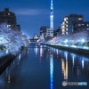 運河の夜桜