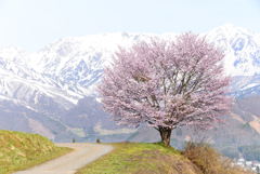 山郷の一本桜