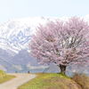 山郷の一本桜