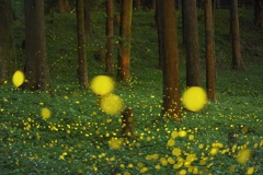 深夜の森で…