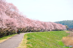 桜並木