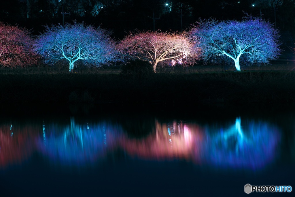 水面に映る夜桜