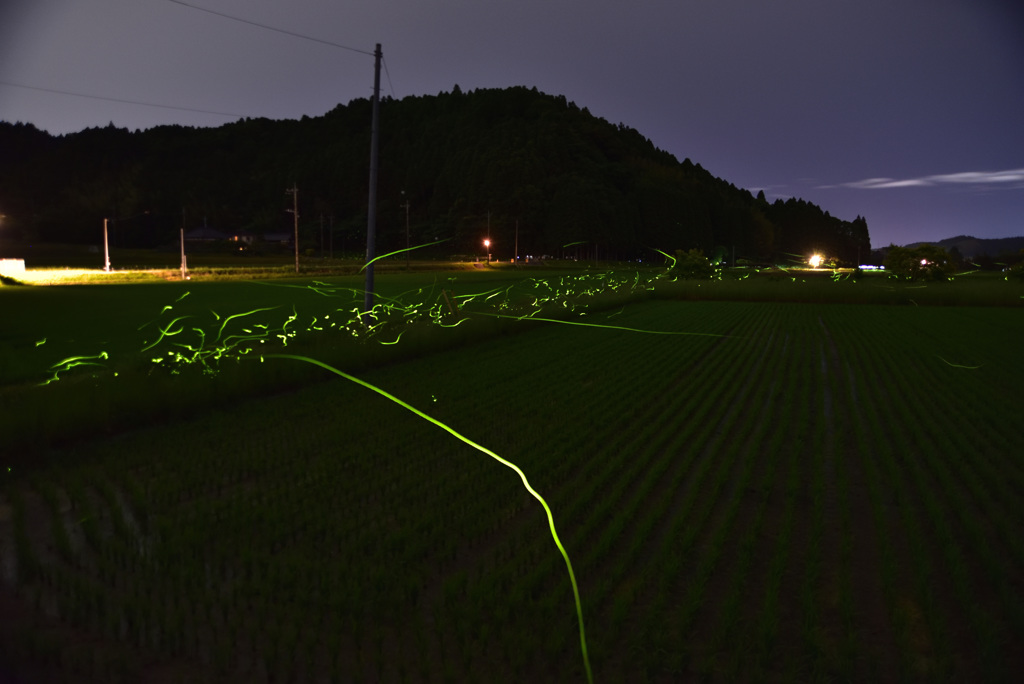 田んぼを飛び交うホタル